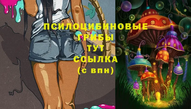 Псилоцибиновые грибы Psilocybine cubensis  что такое   Шадринск 